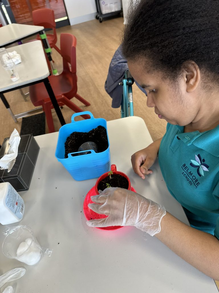 ANNA F Planting
